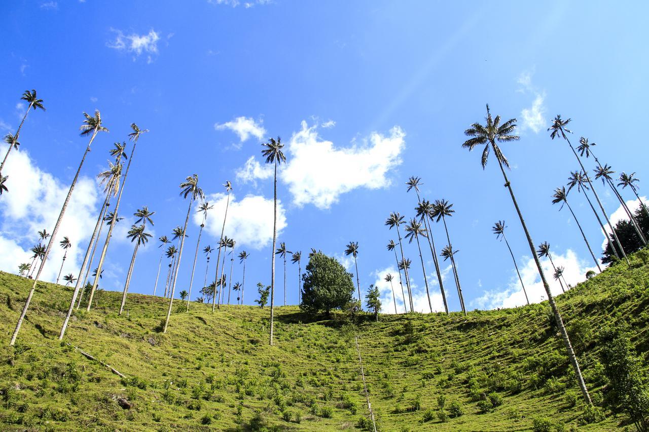 منزل الضيف سالنتو  في Palmas De Cocora المظهر الخارجي الصورة